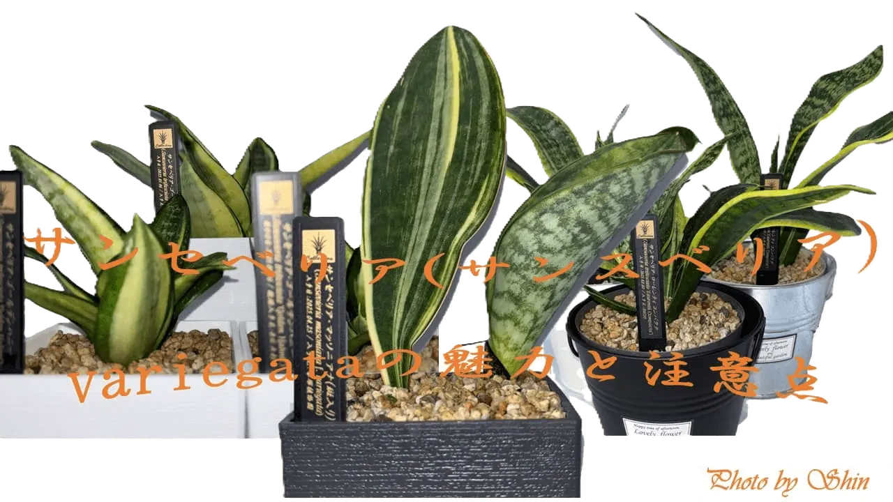サンセベリア_斑入りの魅力と注意点