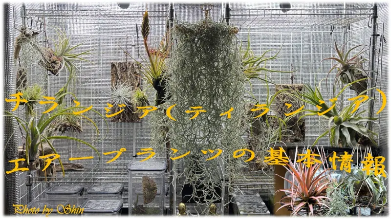 チランジア/ティランジア（＝エアープランツ）の基本情報と特徴
