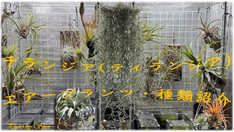 チランジア（エアプランツ）の種類紹介