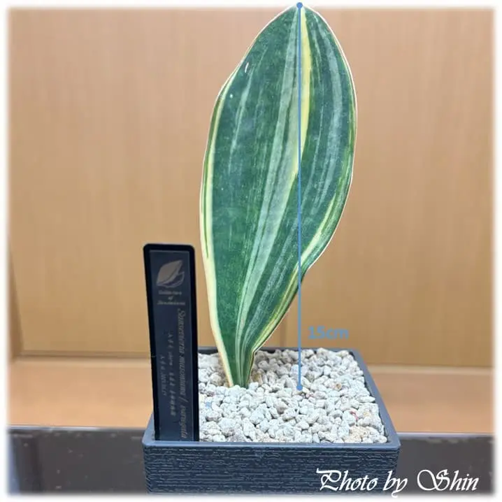 マッソニアナ_2025.05.25_錦