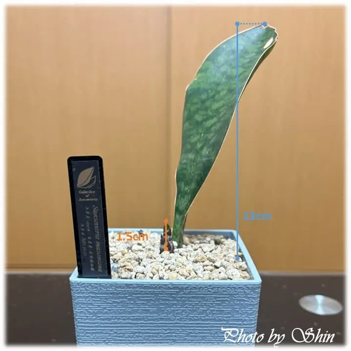 マッソニアナ_2025.05.25_青