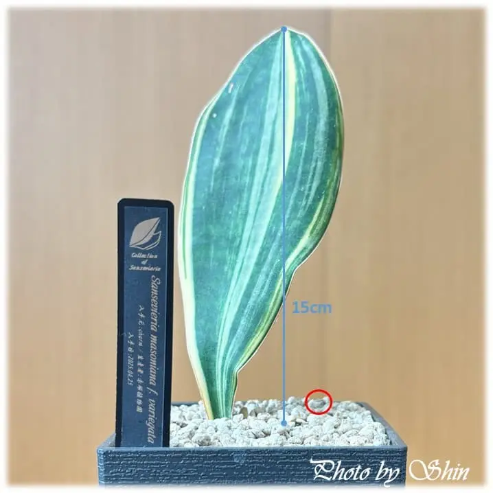 マッソニアナ_2025.06.08_錦