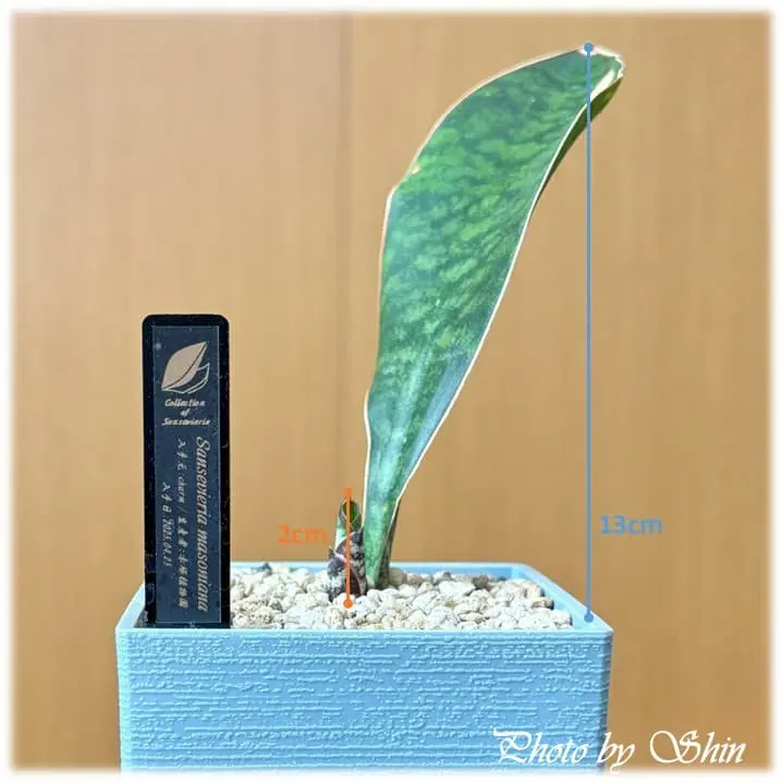 マッソニアナ_2025.06.08_青