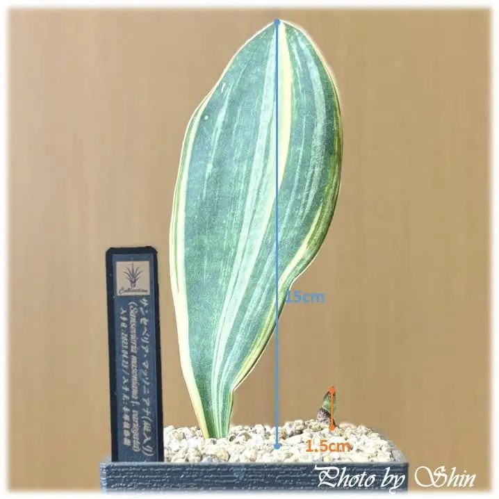 マッソニアナ_2025.06.20_錦