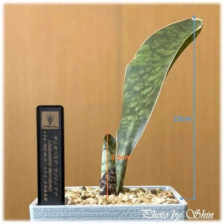 マッソニアナ_2025.06.20_青