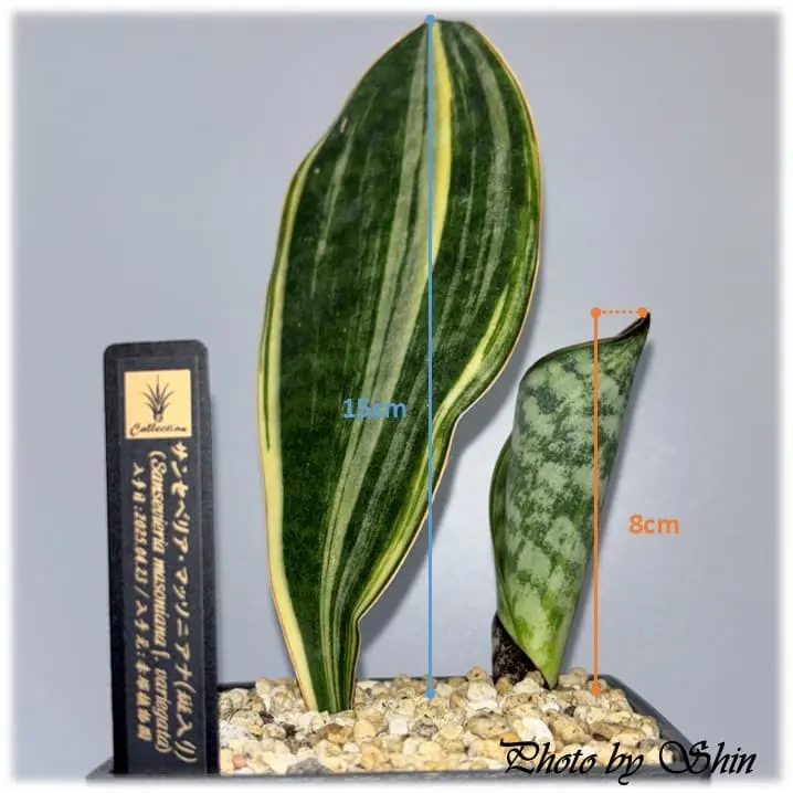 マッソニアナ_2025.07.06_錦