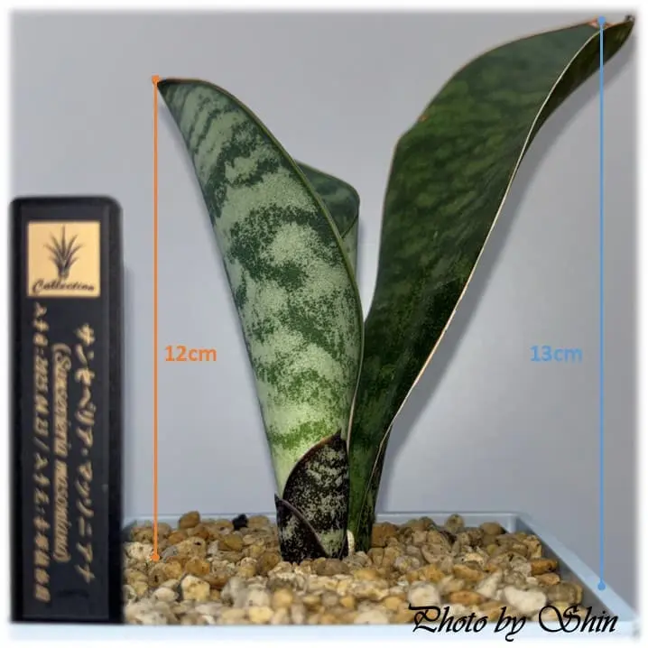 マッソニアナ_2025.07.06_青