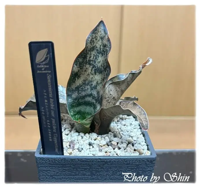 コパトーン_2025.05.09