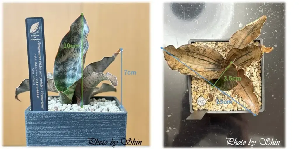 コパトーン_2025.06.08