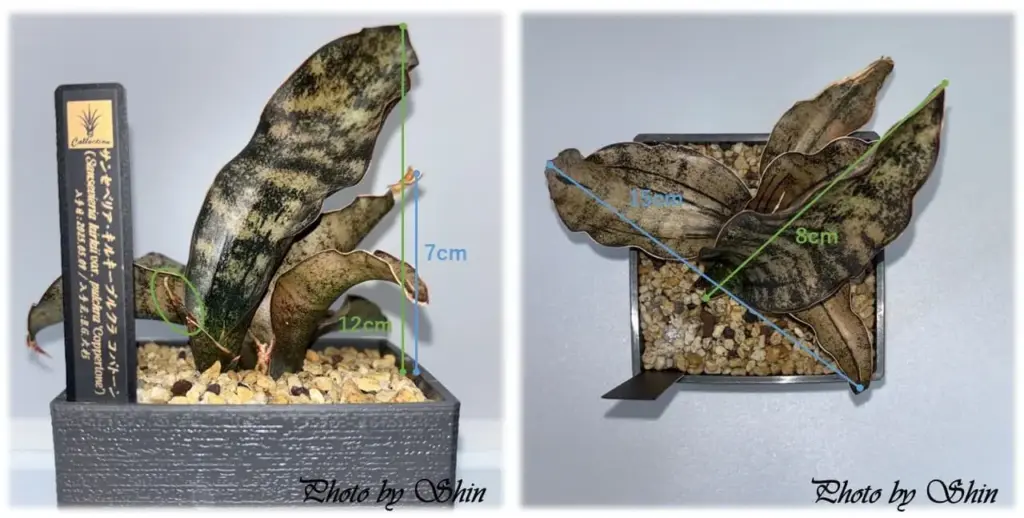 コパトーン_2025.07.06