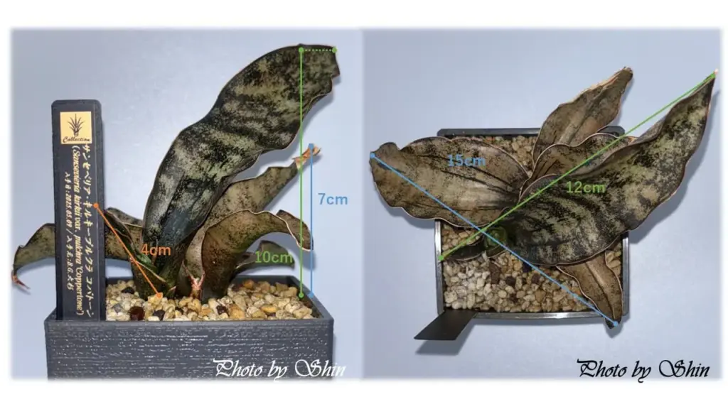 コパトーン_2025.07.19