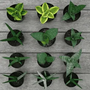 サンセベリア（サンスベリア）