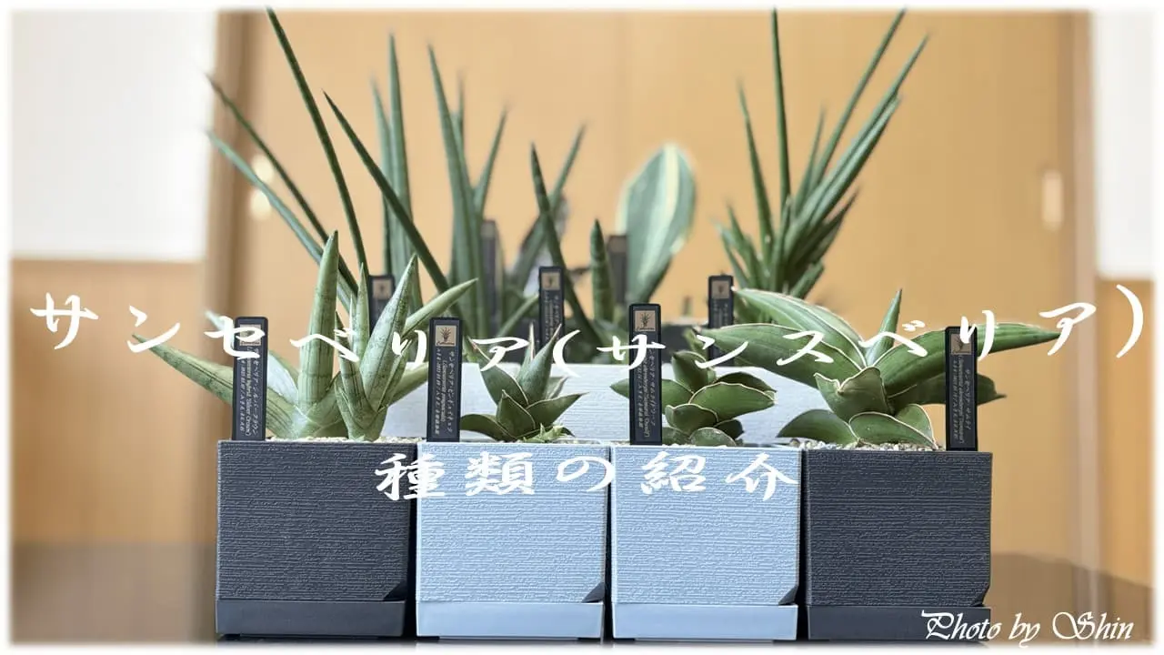 サンセベリア_種類紹介