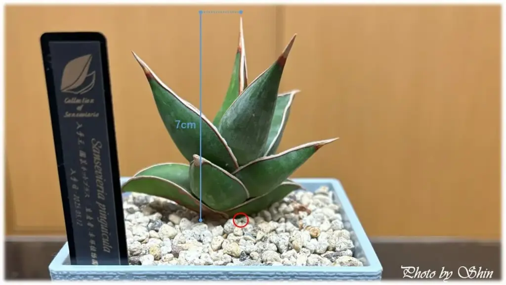 ピングイキュラ_2025.06.11