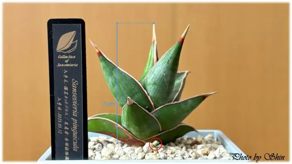 ピングイキュラ_2025.06.13