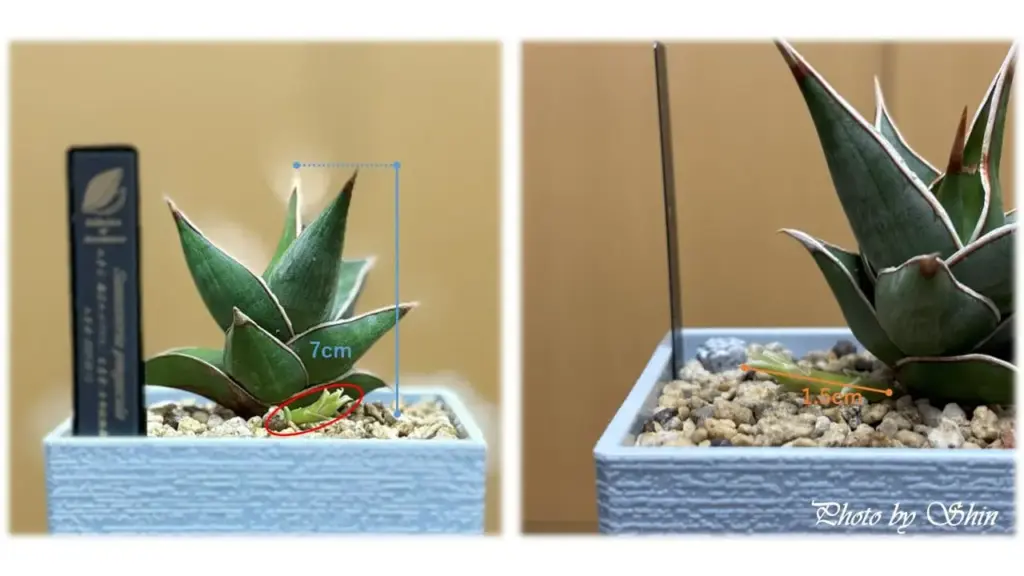 ピングイキュラ_2025.06.18