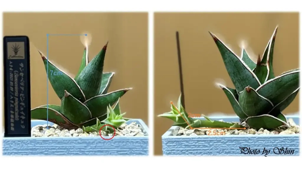 ピングイキュラ_2025.07.01