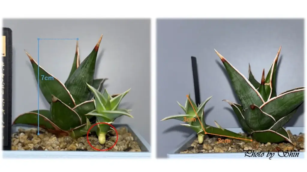 ピングイキュラ_2025.07.07