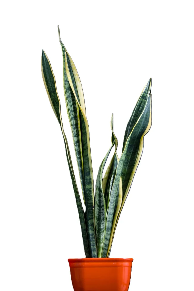 ローレンティー