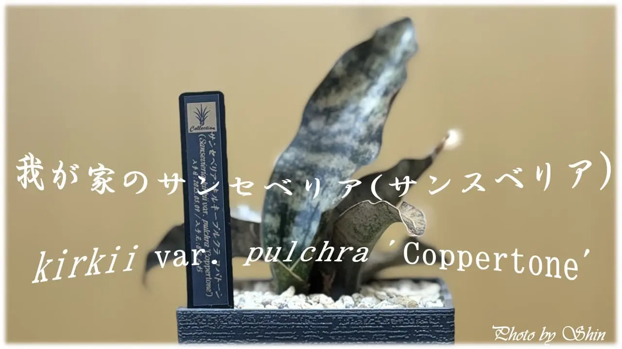 我が家のサンセベリア_コパトーン