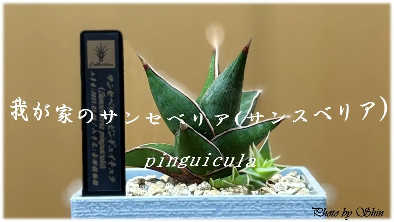 サンセベリア_ピングイキュラの紹介