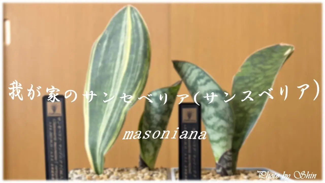 マッソニアナ（Sansevieria masoniana）の紹介