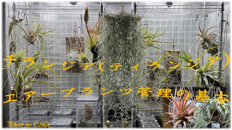 チランジア/ティランジア（＝エアープランツ）管理の基本